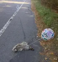 ROAD KILL BALLOON.webp