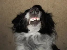 TEETH.webp