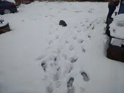 TRX 4 Snow running 1.webp