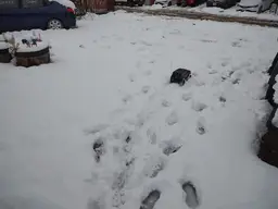 TRX4 snow running.webp