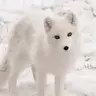ArcticSnow