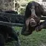 FLDevildog