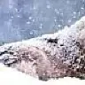 White Wolf