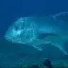 ulua