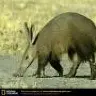 Aardvarks