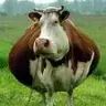bull8042