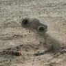 CleverCanadian