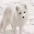 ArcticSnow