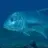 ulua