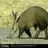 Aardvarks