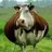 bull8042