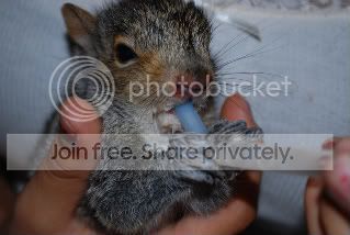 thenewcritter016-1.jpg