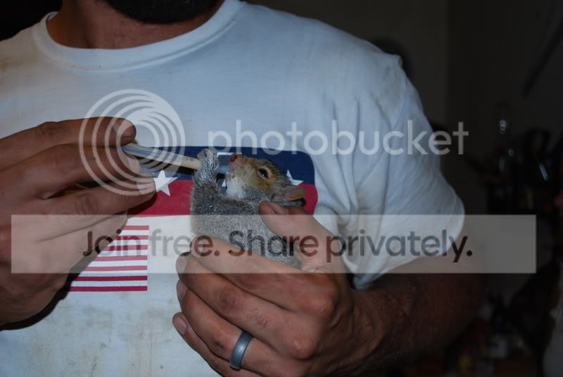thenewcritter003.jpg