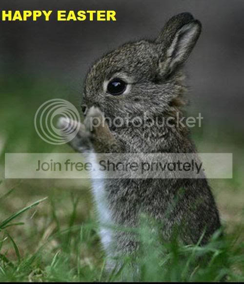 bunny.jpg