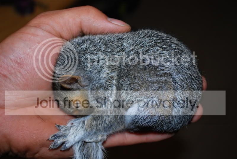 fuzzy001.jpg