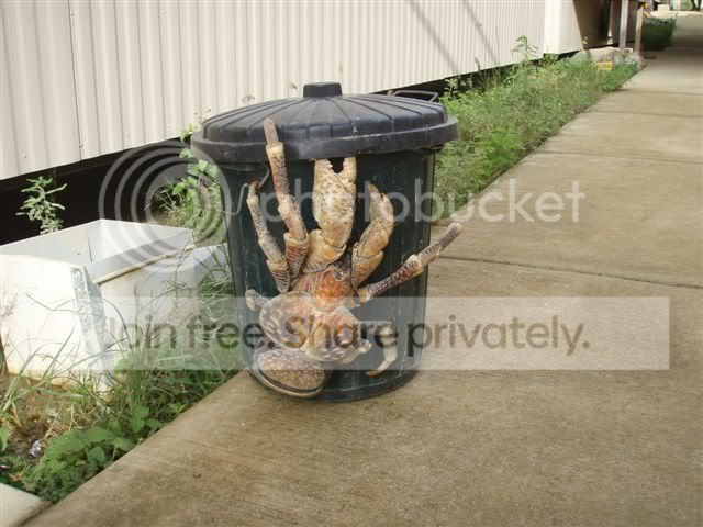 coconut_crab.jpg