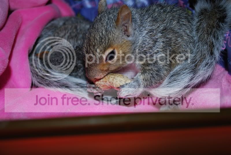 critters055.jpg