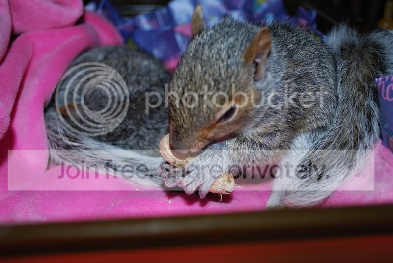 critters056.jpg