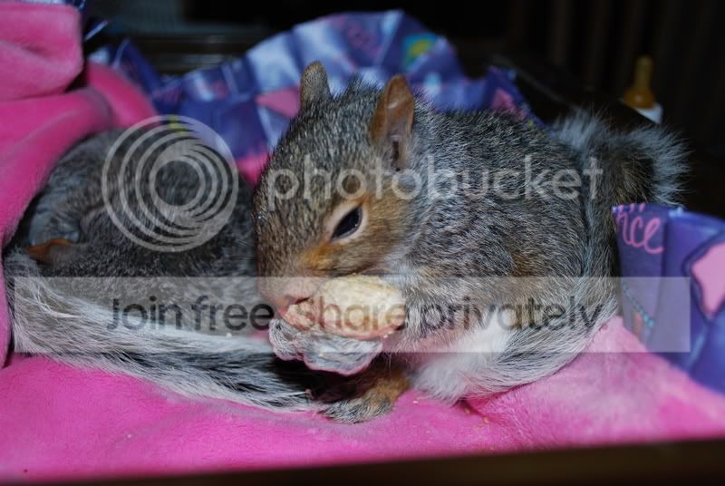 critters054.jpg