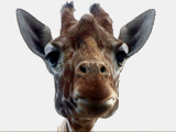 image001.gif