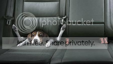 dogspeedingticket.jpg
